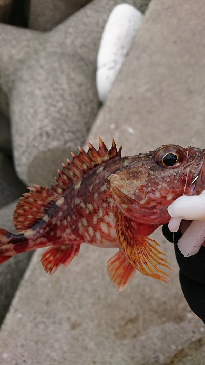 ロックフィッシュ釣行番外編