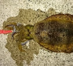 エギング釣行その4