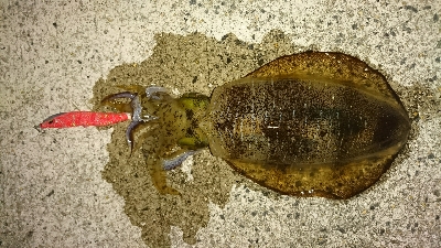 エギング釣行その4