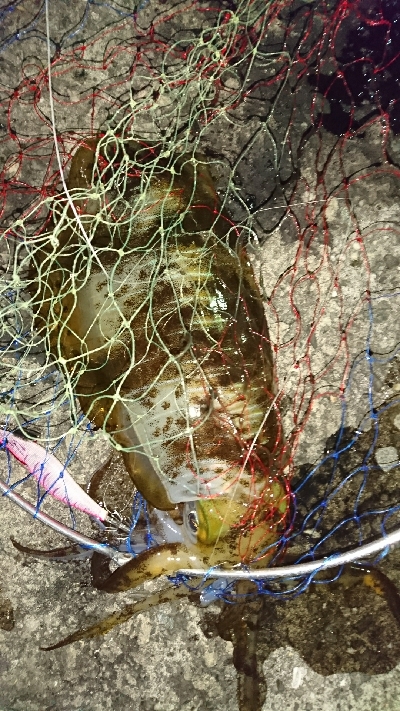 エギング釣行その5 今年初のキロUp!