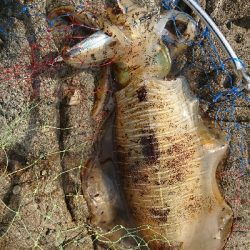 エギング釣行その5