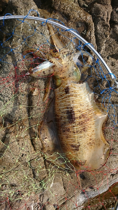 エギング釣行その5