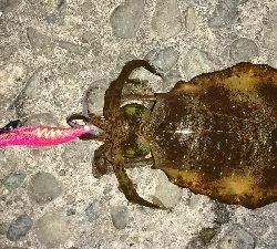 エギング釣行その8