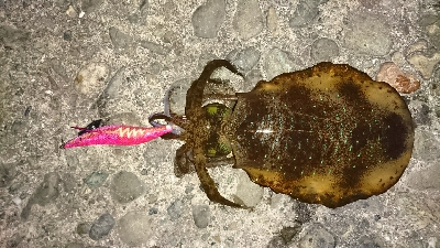 エギング釣行その8