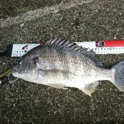 エビ蒔きでハネ釣り