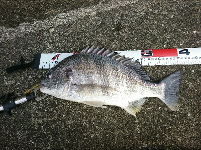 エビ蒔きでハネ釣り