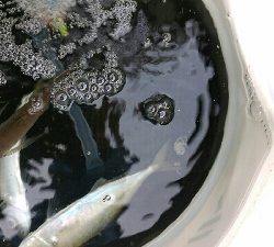 青物の飲ませ釣り用アジ