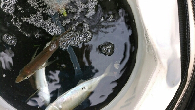 青物の飲ませ釣り用アジ