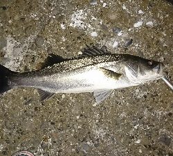 ようやく♪(*´∇`*)