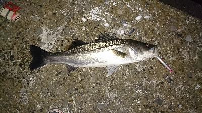 ようやく♪(*´∇｀*)