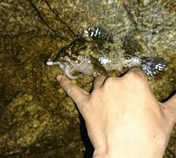 リリースサイズのカサゴのみ…