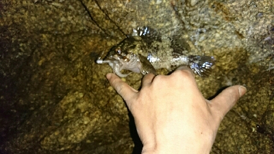 リリースサイズのカサゴのみ…