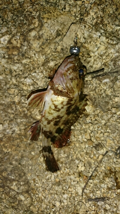 新地開拓なるか？！