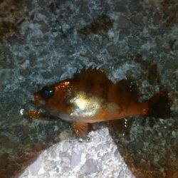 楽しい季節がやって来ました