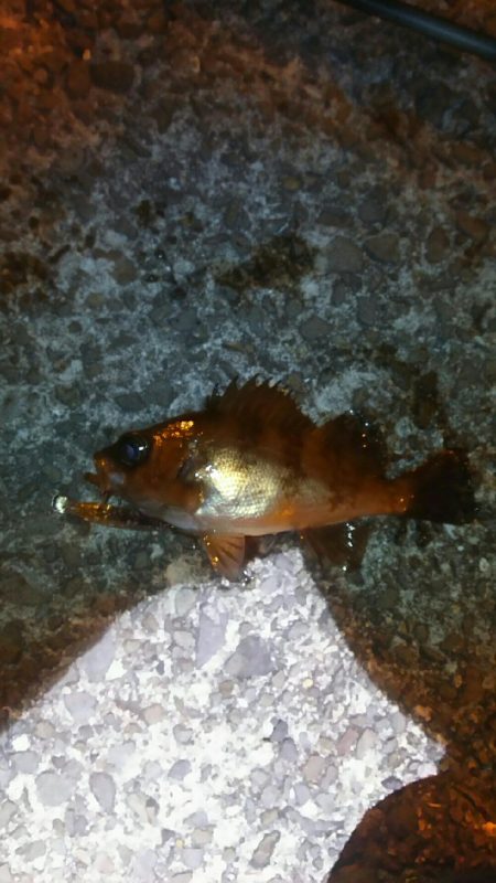 楽しい季節がやって来ました