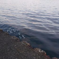 前回以上に釣りたい！