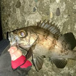 久しぶりの釣行く