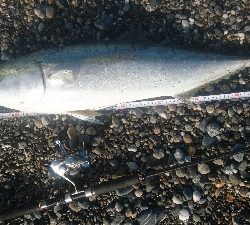 桂浜１番サーフ