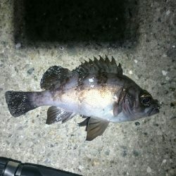 極寒メバリング