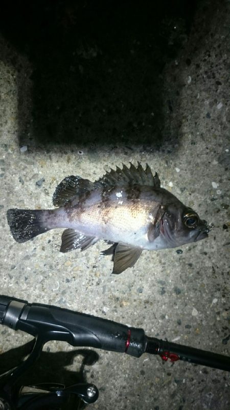 極寒メバリング