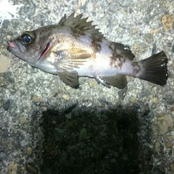 短時間メバリング