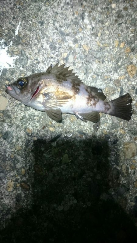 短時間メバリング