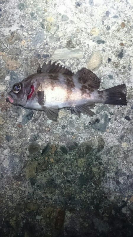 渋々メバリング