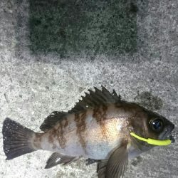 強風極寒メバリング。