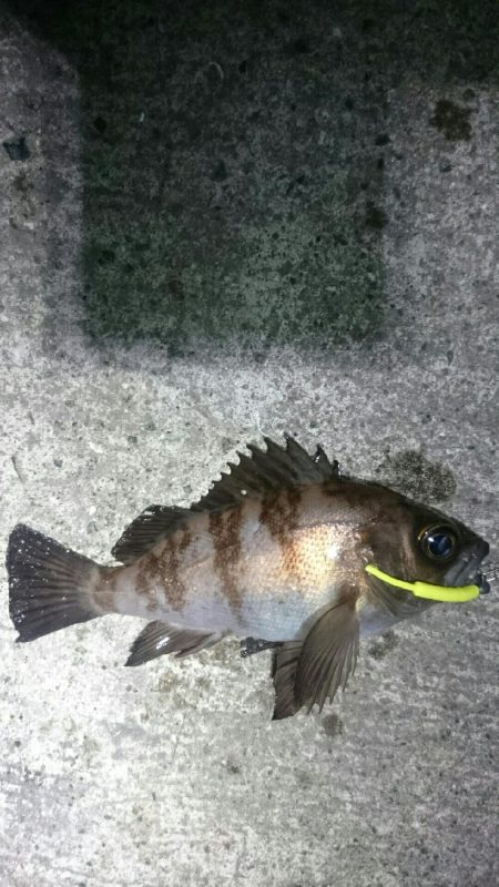 強風極寒メバリング。