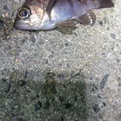 まだまだ渋い。