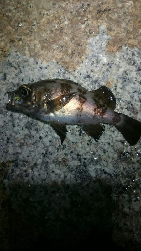 フロートにて。