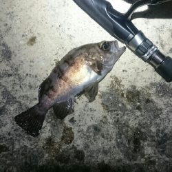 短時間メバリング。