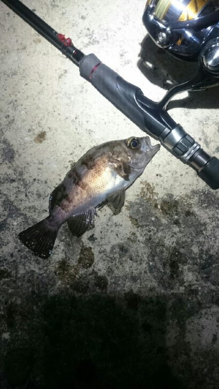 短時間メバリング。