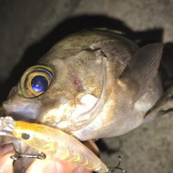 兵庫（瀬戸内）春の時期　メバリング　2017年まとめ！