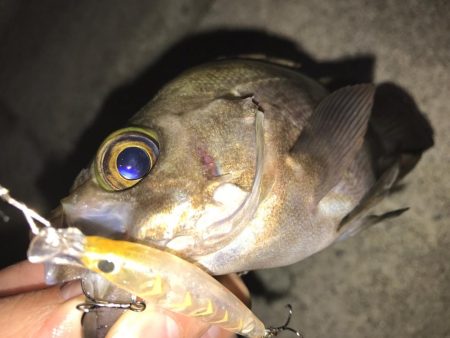 兵庫（瀬戸内）春の時期　メバリング　2017年まとめ！