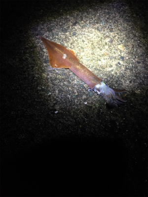 ヤリイカ釣行