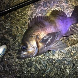 フロートリグでプカプカ