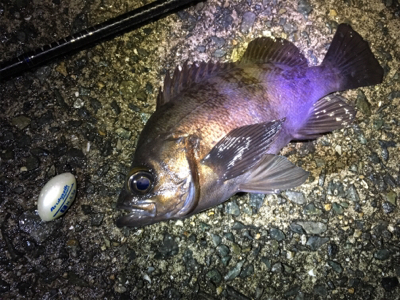 フロートリグでプカプカ