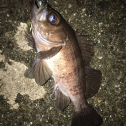 デイライトゲーム