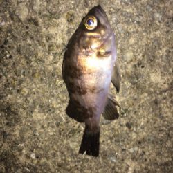 2018 初フィッシュ