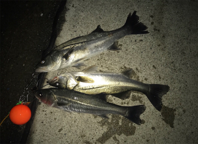 南港でエビ撒き！