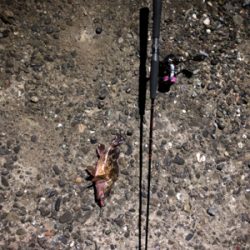 メバリングに行ったのに…