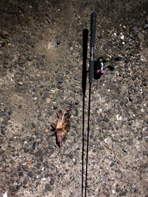 メバリングに行ったのに…