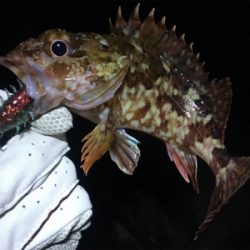 ガシラ数サイズ共に渋め