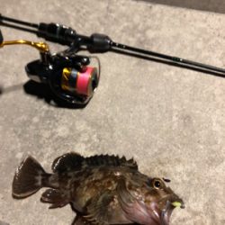 極寒ロックフィッシング