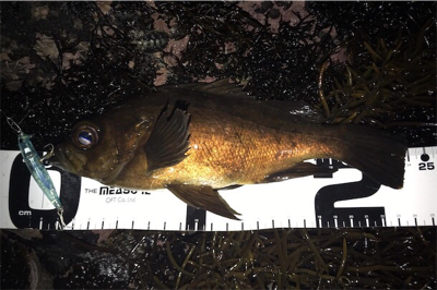 今年初の磯メバル！