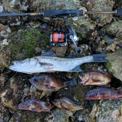 今日もメバルは産卵後パターン