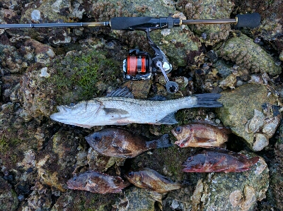 今日もメバルは産卵後パターン