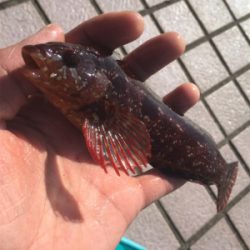 今年初フィッシュは人生初フィッシュ！