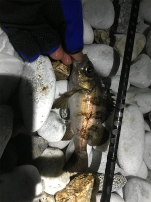 久しぶりのメバリング ！